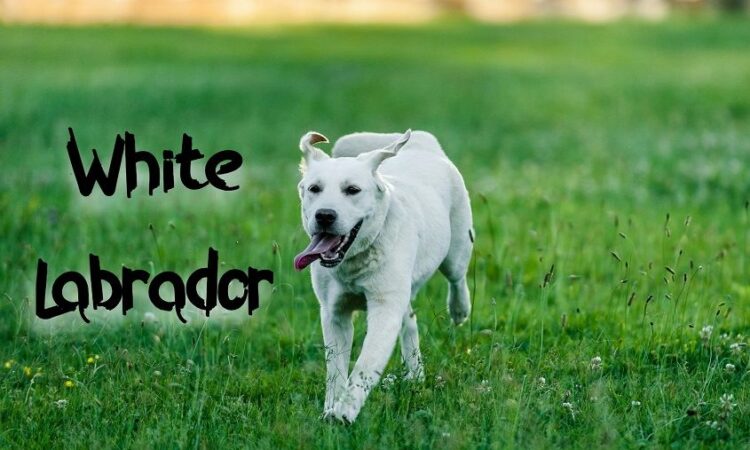 Know Everything about White Labrador