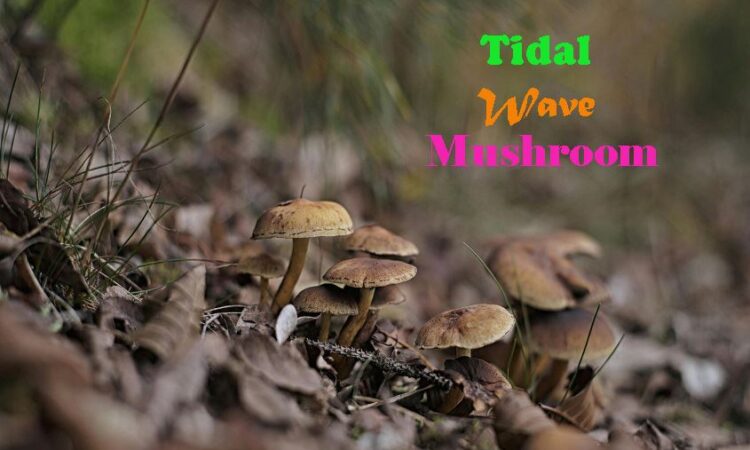 Tidal Wave Mushroom