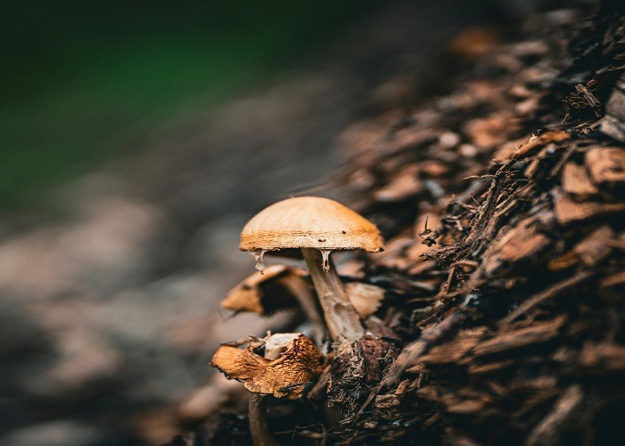 Tidal wave mushroom